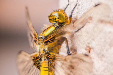 Bir yusufçuğun yüzü ve kanatlarının detaylı görüntüsü güzelliğini ve karmaşıklığını gözler önüne seriyor.