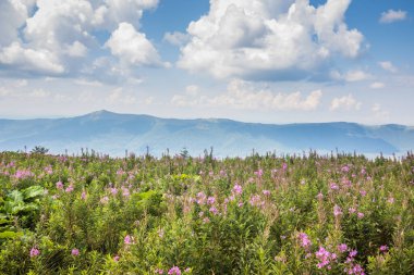 Sersemletici bir gökyüzünün altında rengarenk kır çiçekleriyle bezenmiş bir dağ çayırının nefes kesici görüntüsüne hayret ediyorum.