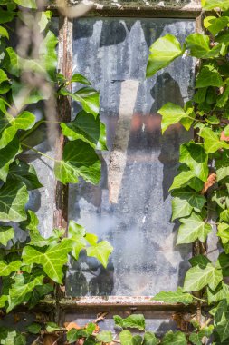 Sarmaşık ve yapraklarla süslenmiş kırsal bir pencere, doğanın güzelliğini gösteren yapılar..