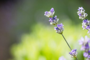 Bulanık yeşil arkaplanı olan lavanta çiçeklerinin makro fotoğrafı. Detayları ve sükuneti yakalıyor..