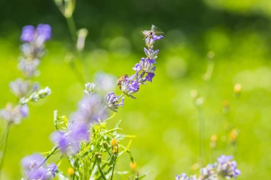 Bulanık yeşil arkaplanı olan lavanta çiçeklerinin makro fotoğrafı. Detayları ve sükuneti yakalıyor..