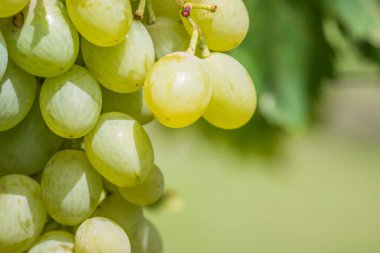 Parlak güneş ışığı sarmaşıkta asılı duran yeşil üzümleri aydınlatıyor, tazeliklerini sergiliyor.