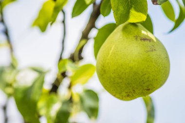 Yeşillik yapraklarla çevrili, yemyeşil bir meyve bahçesindeki bir ağaç dalında olgun bir armut görüntüsü.