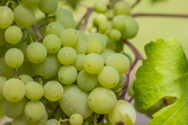 Parlak güneş ışığı sarmaşıkta asılı duran yeşil üzümleri aydınlatıyor, tazeliklerini sergiliyor.