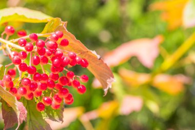 Bu yakın plan taze yeşil yapraklı canlı kırmızı böğürtlenleri gösteriyor, gerçek görkemi vurguluyor.