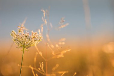 Sabah güneşiyle aydınlatılan, huzur ve doğanın güzelliğini anımsatan, dingin bir altın çimen tarlası..