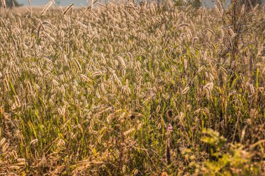 Sabah güneşiyle aydınlatılan, huzur ve doğanın güzelliğini anımsatan, dingin bir altın çimen tarlası..