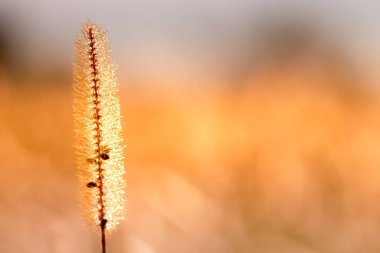 Çiğ tanecikli çimenlere nefes kesici bir yakın çekim Ilık altın güneş ışığında güzel bir şekilde parlıyor
