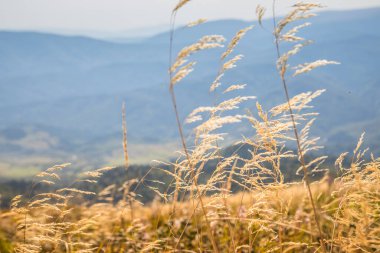Bu nefes kesici manzara görkemli dağları ve ılık meltemde sallanan altın otları sergiliyor.