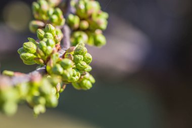 Canlı taze yeşil tomurcuklar, bir ağaç dalında güzel bir şekilde çiçek açıyor. İlkbaharın heyecan verici gelişini işaret ediyorlar.