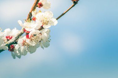 Narin beyaz çiçekler zarif bir şekilde mavi gökyüzüne doğru açarak ilkbaharın özünü güzel bir şekilde yakalıyor.