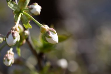 Güzel çiçek tomurcuklarının yakın çekim görüntüsü baharın hoş gelişini canlı renklerle işaret ediyor.