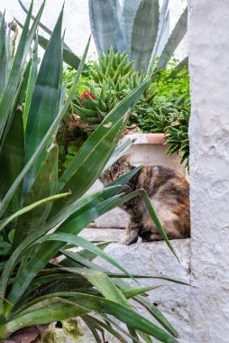 Saksı bitkisinin yapraklarını karıştıran ürkek bir kedi.