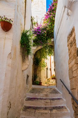 Güzel çiçekler Ostuni 'nin eski kasabasında bir ara sokağın merdivenlerini süslüyor.