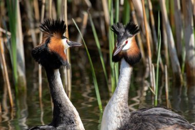 Great Crested Grebe Podiceps kriteri, çiftleşen çiftler, penguen dansı yapan çiftler ve yuvalanma malzemesinin karşılıklı sunumu, Enkhuizen, Hollanda