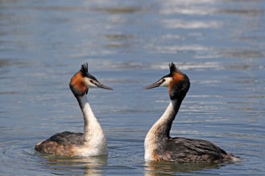 Great Crested Grebe Podiceps kriteri, çiftleşen çiftler, penguen dansı yapan çiftler ve yuvalanma malzemesinin karşılıklı sunumu, Enkhuizen, Hollanda