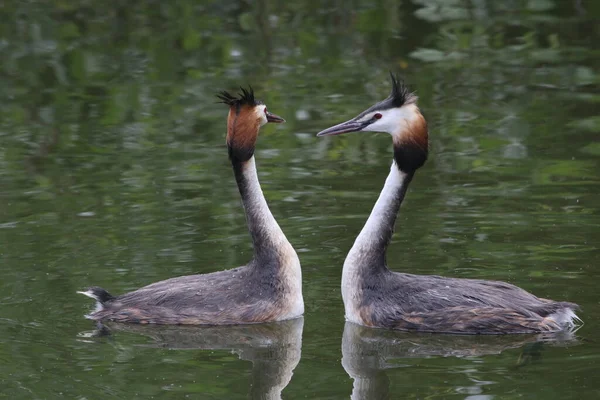 Great Crested Grebe Podiceps Cristatus Mating Breeding Pair Pair Performing — Stock Photo, Image
