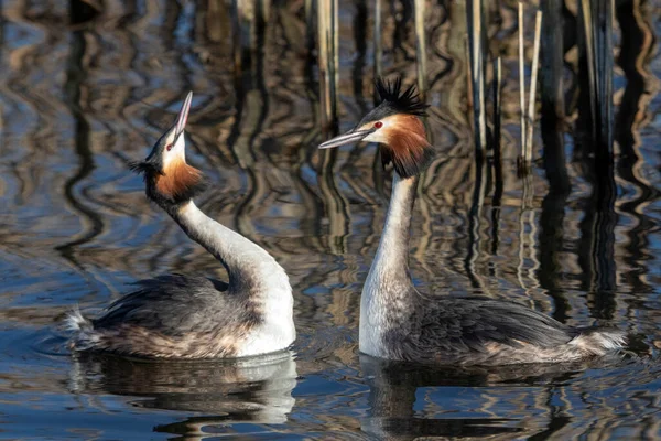 Great Crested Grebe Podiceps Cristatus Mating Breeding Pair Pair Performing — Stock Photo, Image