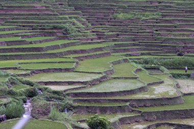 Mai Chau, Kuzey Vietnam 'da güzel pirinç terasları. Vietnam 'ın kuzeyi güzel yeşil doğası ve tepeleriyle bilinir..