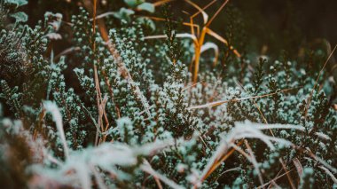 Doğanın güzelliği. Çimlerde buz var. Norveç 'te ilkbahar başı