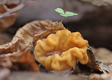 Bahar mantarı yakın çekim makro fotoğrafçılık