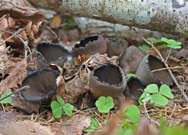 Nadir bahar mantar grubu makro fotoğrafçılığı kapat