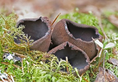 Nadir bahar mantar grubu makro fotoğrafçılığı kapat