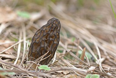 Morel mantarı yakın çekim makro fotoğrafçılık