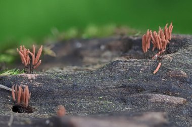 Küçük balçık kalıbı, yakın çekim makro fotoğraf.