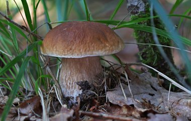 Boletus edulis mantarı yakın çekim makro fotoğraf