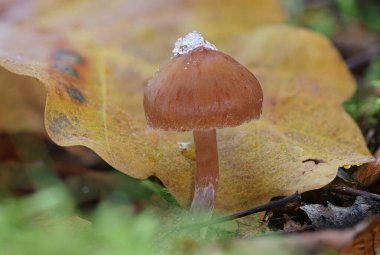 Vahşi orman mantarları kar makroyu kaplamış. Fotoğrafçılığı kapat.