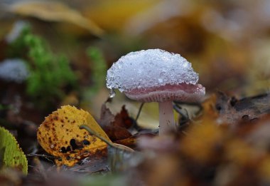 Vahşi orman mantarları kar makroyu kaplamış. Fotoğrafçılığı kapat.