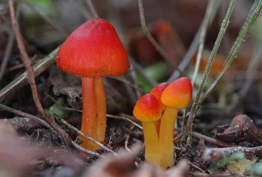 Küçük vahşi orman mantarları makro yakın çekim.