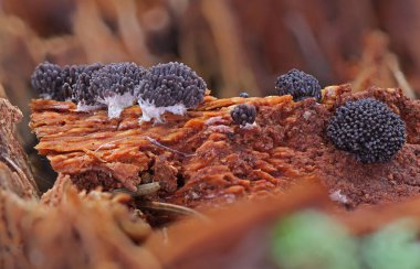 Küçük vahşi orman mantarları makro yakın çekim.