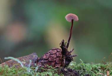 Küçük vahşi orman mantarları makro yakın çekim.