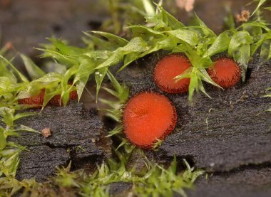 Küçük vahşi orman mantarları makro yakın çekim.