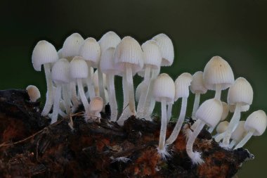 Küçük vahşi orman mantarları makro yakın çekim.