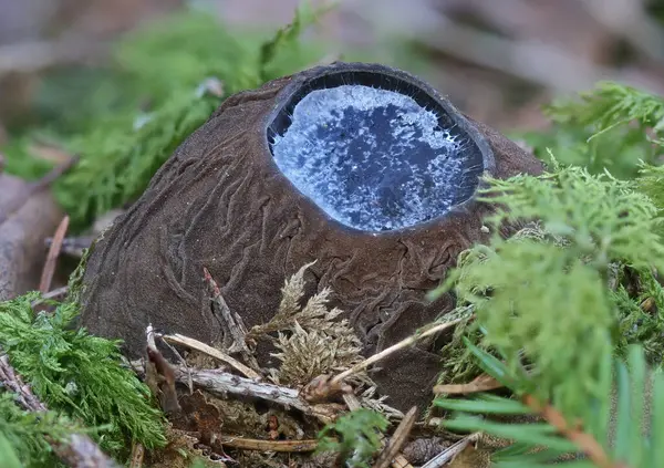 Sarcosoma globosum - nadir bulunan nesli tükenmekte olan mantar türleri yakın çekim makro fotoğrafçılık