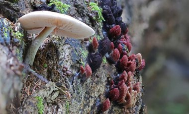 Sümük kalıbı - Protista krallığında miksomycetes.