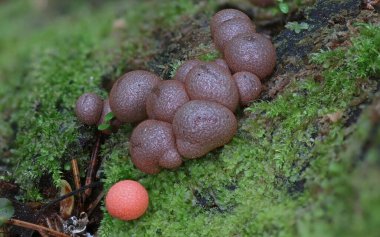 Sümük kalıbı - Protista krallığında miksomycetes.