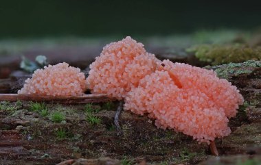 Sümük kalıbı - Protista krallığında miksomycetes.