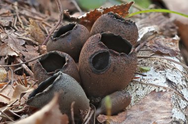 Urnula craterium, Sarcosomataceae familyasından bir mantar türüdür..