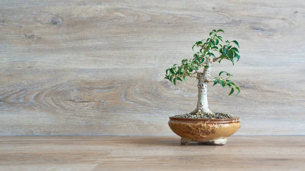 stock image weeping fig, Ficus Benjamina as bonsai against a background of wood with copy space on the left side                               