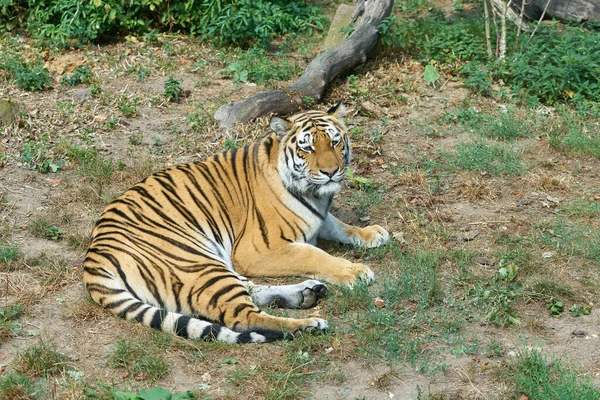 Sibirisk Tiger Panthera Tigris Altaica Ligger Gräset Och Vilar — Stockfoto