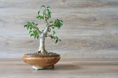    Ağlayan incir, tahta bir arka planda bonsai olarak Ficus Hughina                            