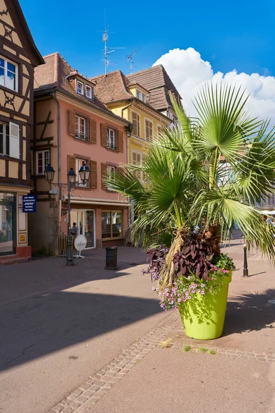 法国科尔马2022年8月28日 法国科尔马老城购物街 商店前装饰着一棵棕榈树 — 图库照片