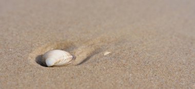 Shell in the sand on the beach of the Polish Baltic coast with place for text                                