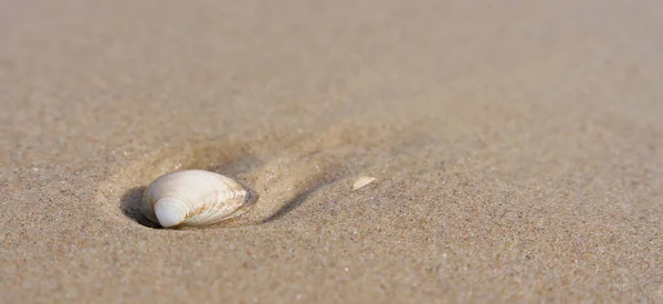 Shell Písku Pláži Polského Pobřeží Baltského Moře Místem Pro Text — Stock fotografie