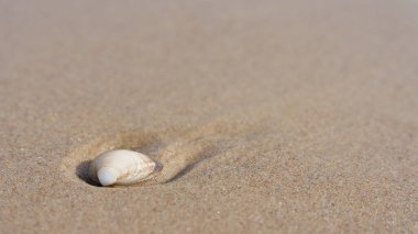 Shell in the sand on the beach of the Polish Baltic coast with place for text                               