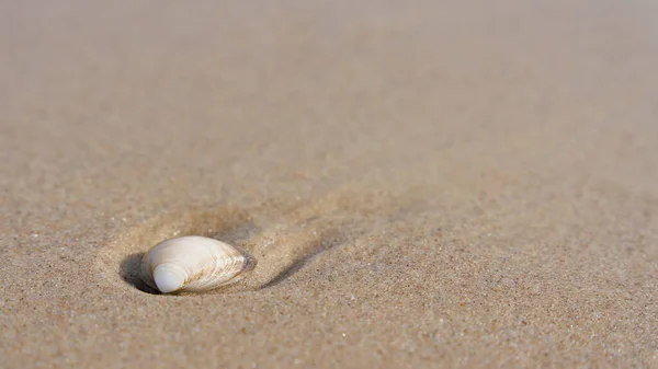 Shell Sand Beach Polish Baltic Coast Place Text — Stok fotoğraf